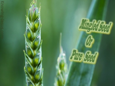Mingled Seed Or Pure Seed